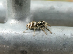 Salticus scenicus