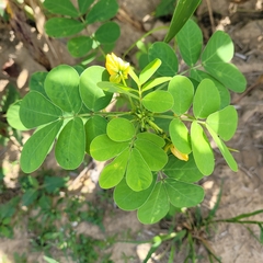 Senna obtusifolia