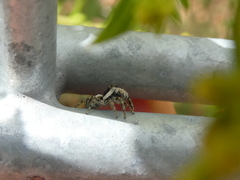 Salticus scenicus