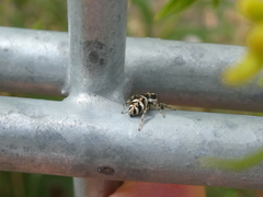 Salticus scenicus