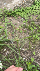 Cyperus rotundus