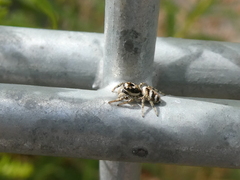 Salticus scenicus