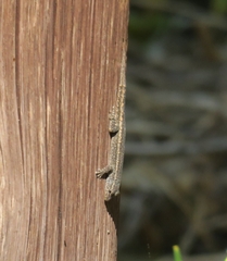 Lygodactylus bradfieldi