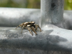 Salticus scenicus