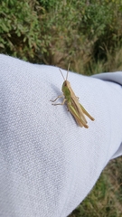 Chorthippus albomarginatus