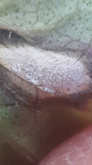 Ramularia glechomatis