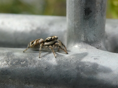Salticus scenicus