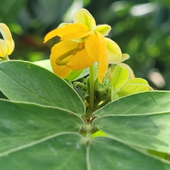 Senna obtusifolia