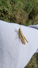 Chorthippus albomarginatus