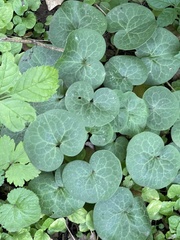 Asarum europaeum