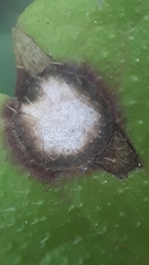 Ramularia glechomatis