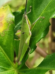 Atractomorpha yunnanensis
