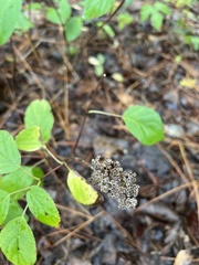Hydrangea arborescens