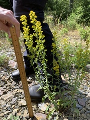 Solidago puberula