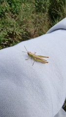 Chorthippus albomarginatus