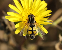 Helophilus trivittatus