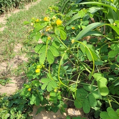 Senna obtusifolia