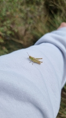 Chorthippus albomarginatus