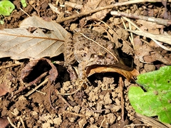 Fejervarya kawamurai
