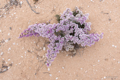 Limonium papillatum