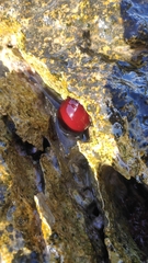 Actinia mediterranea