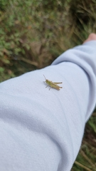 Chorthippus albomarginatus