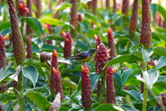 Anthreptes malacensis
