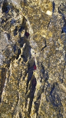 Actinia mediterranea