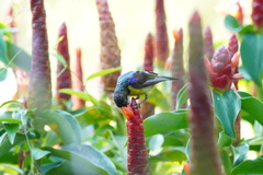 Anthreptes malacensis