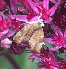 Choreutis nemorana
