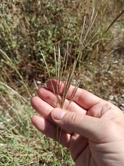 Digitaria ischaemum