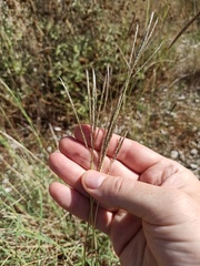 Digitaria ischaemum