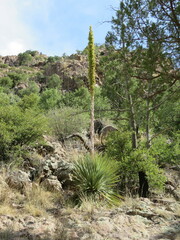 Dasylirion leiophyllum