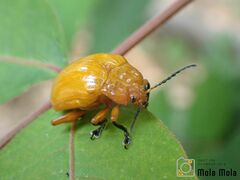 Podontia lutea
