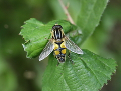 Helophilus trivittatus