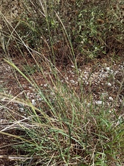 Digitaria ischaemum
