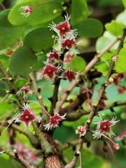 Phyllanthus pulcher