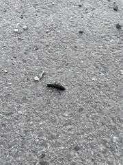 Ocypus olens