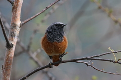 Phoenicurus ochruros phoenicuroides