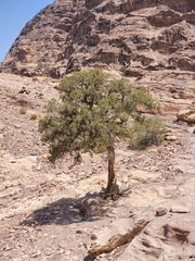 Juniperus turbinata