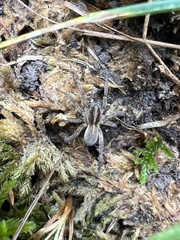 Tigrosa helluo