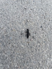 Ocypus olens