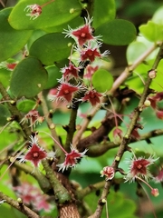 Phyllanthus pulcher