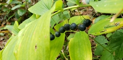 Polygonatum