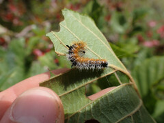 Acronicta hastulifera