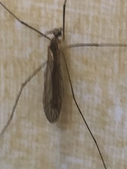 Trichocera annulata