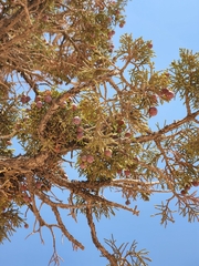 Juniperus turbinata