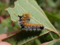 Acronicta hastulifera