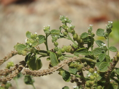 Heliotropium dolosum