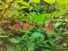 Phyllanthus pulcher